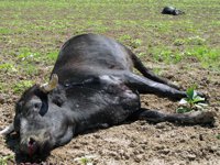 La Guardia Civil localiza y abate a tiros a una de las reses bravas huidas del matadero de Salteras