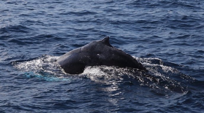 Ejemplar De Ballena 'Jorobada'