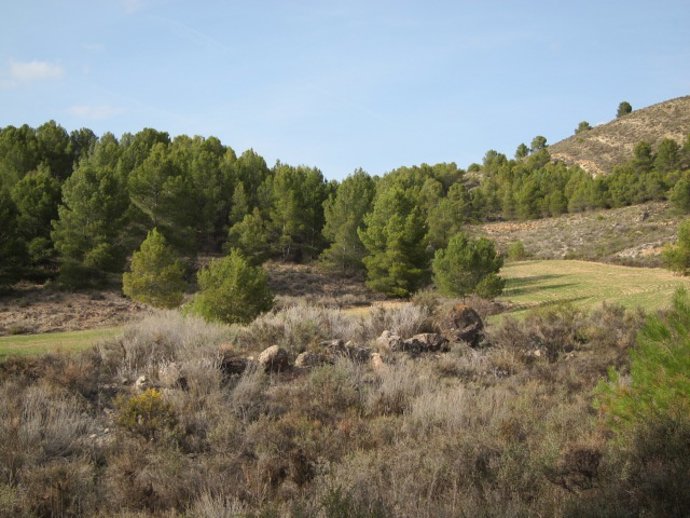 Bosque de pinos
