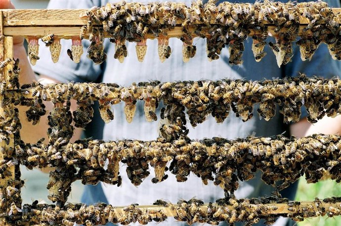 Un Panal De Abejas Productoras De Jalea Real