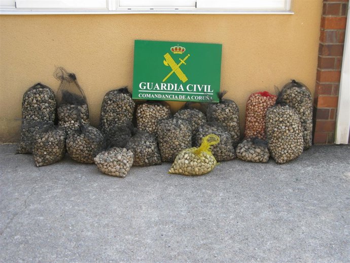 Berberecho Y Almeja Incautadas En Boiro (A Coruña)