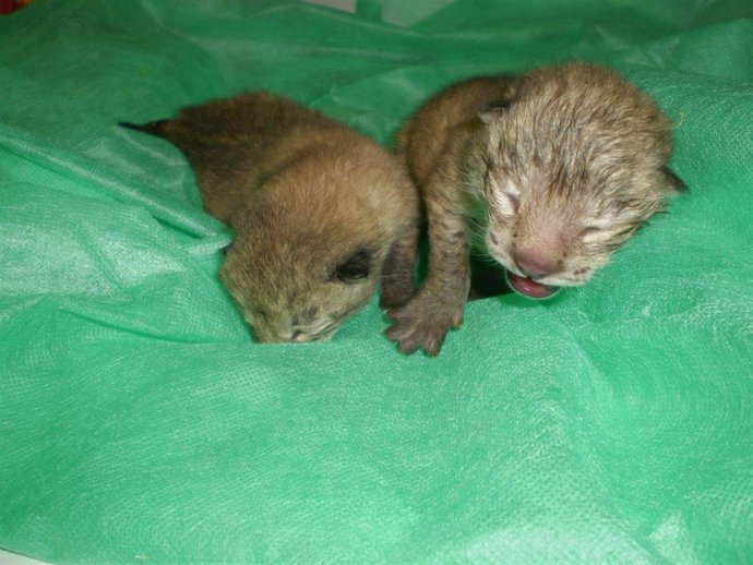 Cachorros De Lince Nacidos En El Zoobotánico De Jerez