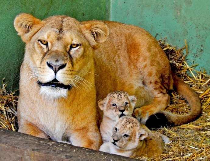 Sortuda Y Las Leonas Nacidas En El Bioparc.