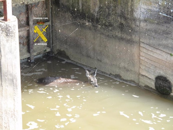 Cría De Corzo Rescatada En El Canal Del Pisuerga