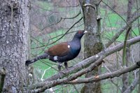 El proyecto LIFE+ Urogallo cantábrico buscará acuerdos con propietarios para la conservación de la especie