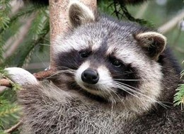 Un Mapache En El Parque Lineal Del Manzanares