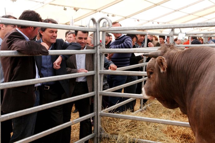 Mas En El VII Concurso De La Raza Parda De Los Pirineos
