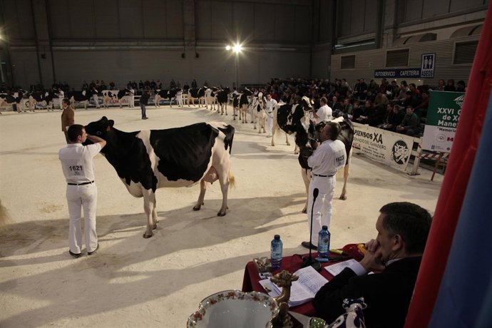 Concurso Autonómico Ganado Frisón Semana Verde