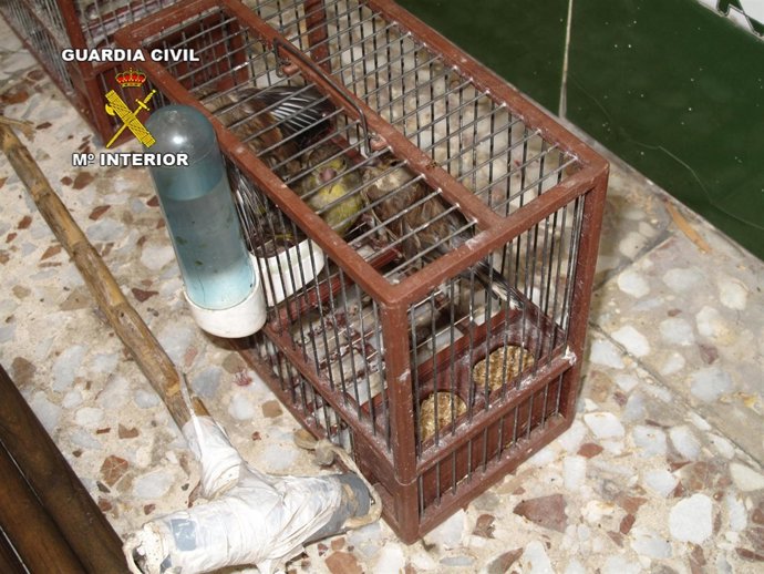 Aves Intervenidas Por El Seprona En Almería
