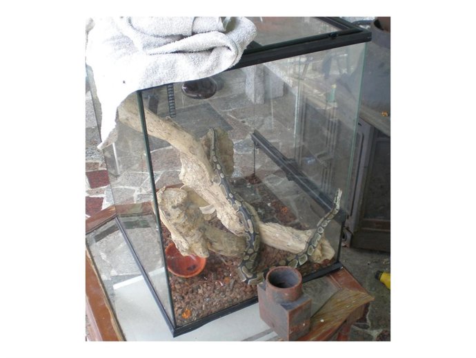 ENVÍO DE FOTOGRAFÍA DEL REPTIL (SERPIENTE PITÓN REAL) QUE FUE RETIRADA AL ZOO DE