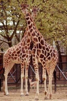 Jirafa Del Zoo De Jerez (Giraffa Camelopardalis Rosthschildi)