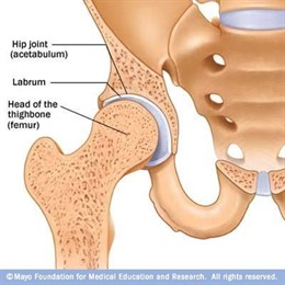 Labrum Acetabular