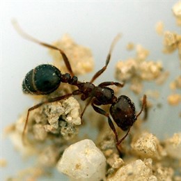 Primer plano de una hormiga