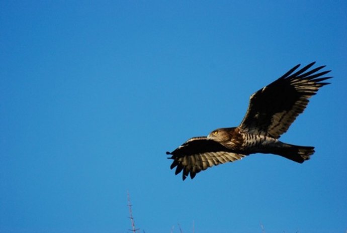 Halcón Por Serafín-Sánchez CC Flickr 