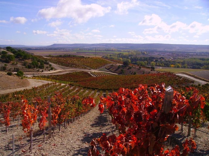 Imagen De Un Viñedo De Grupo Sardonia