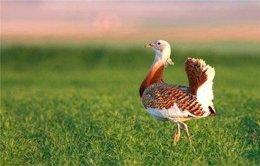 Ejemplar de avutarda en Castilla-La Mancha.