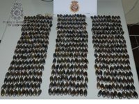 Detienen a un joven en Vélez que llevaba 479 bellotas de hachís en una mochila