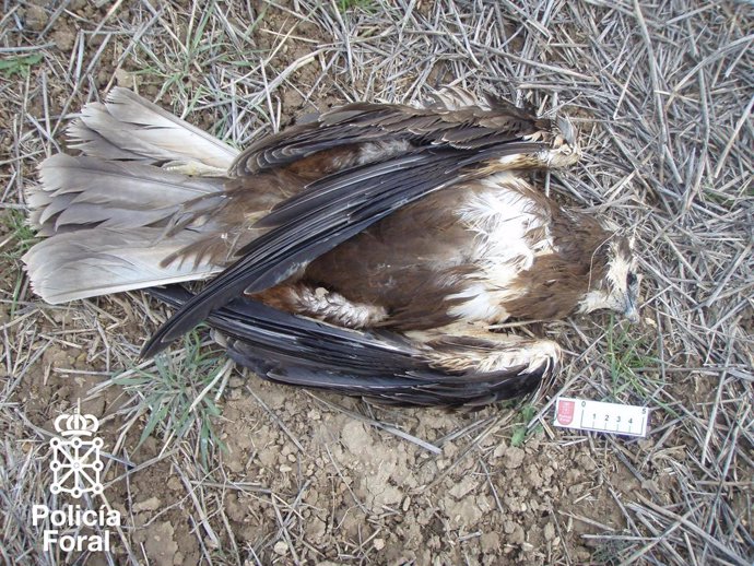Una De Las Aves Rapaces Muertas Por Envenenamiento En Navarra.