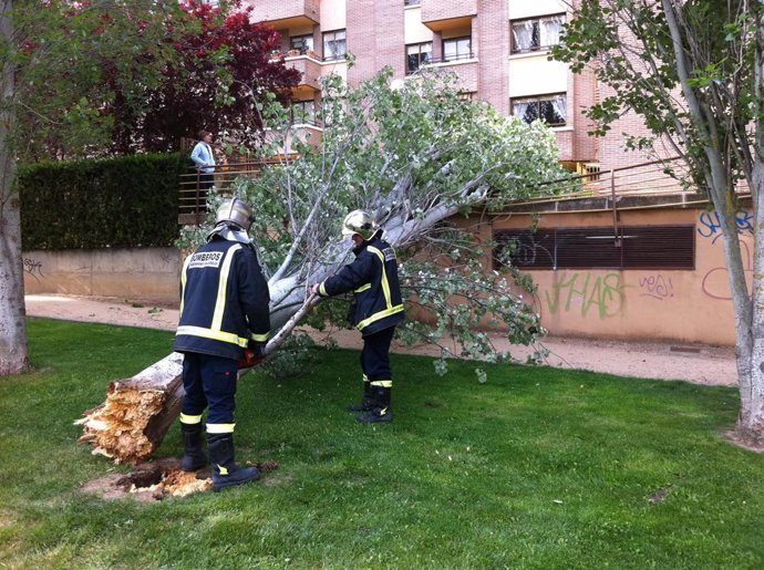 Árbol Caído En El Patio Del Colegio Tierno Galván De Valladolid