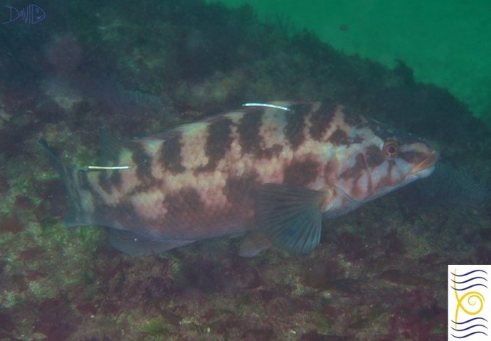 Proyecto De Investigación Artevigo.