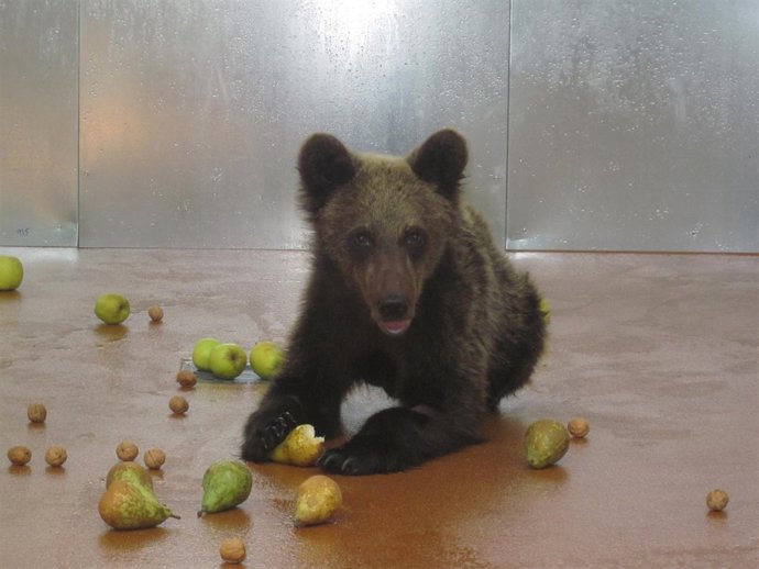 La Osa Rescatada En Cangas Del Narcea
