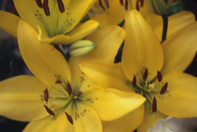 Plantas anuales y bianuales.