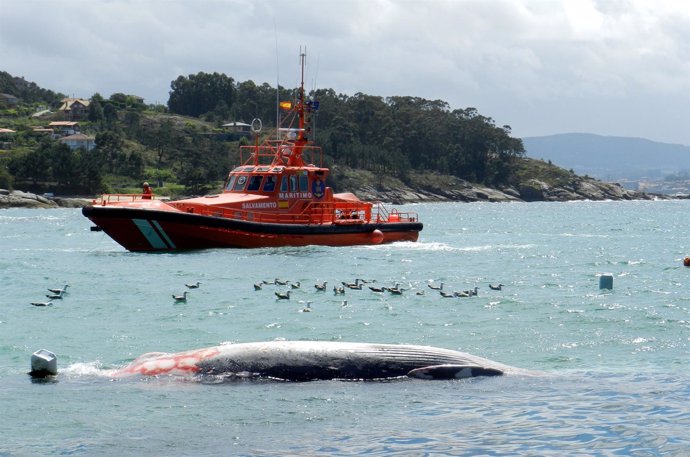 Ballena de doce metros encontrada muerta en la Ría de Vigo