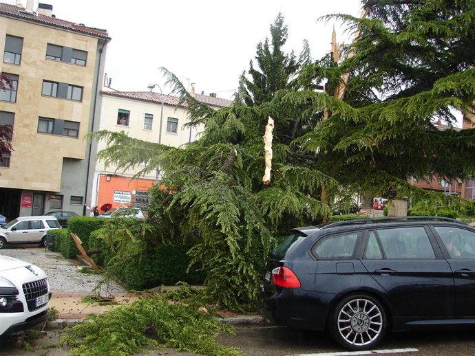 Abeto Partido Por Un Rayo En El Centro De Soria