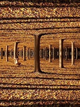 Obra Otoño En Las Choperas De Sobradiel