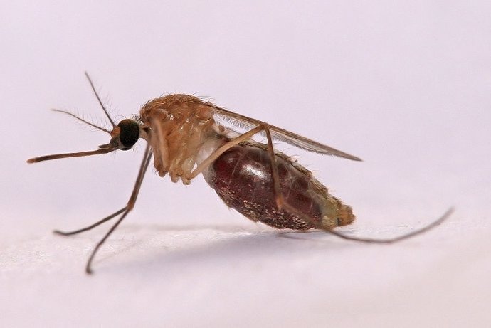 Mosquito De La Malaria