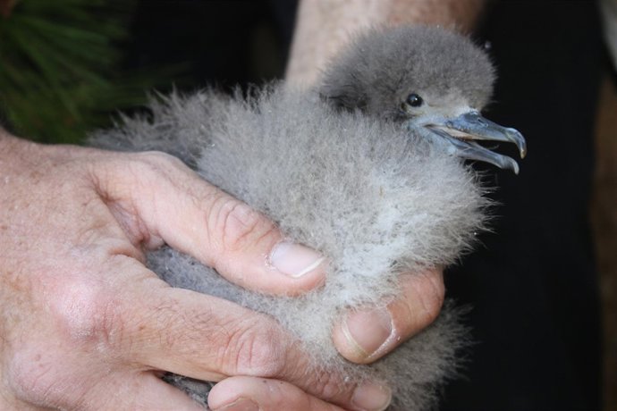 Virot Petit (Pardela Balear)
