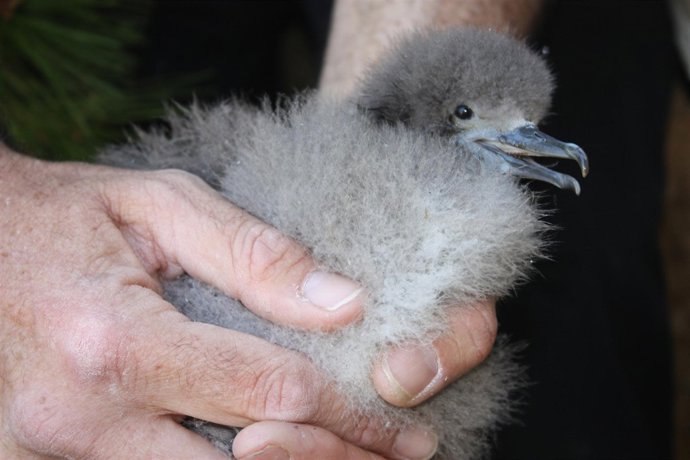 Virot Petit (Pardela Balear)