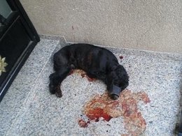 Perrito Maltratado