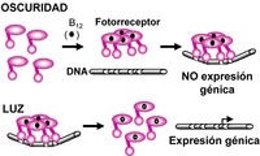 Modo De Acción De Un Nuevo Tipo De Fotorreceptor Basado En La Vitamina B12