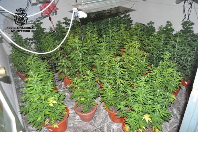 Desmantelamiento Invernadero De Marihuana En Granada
