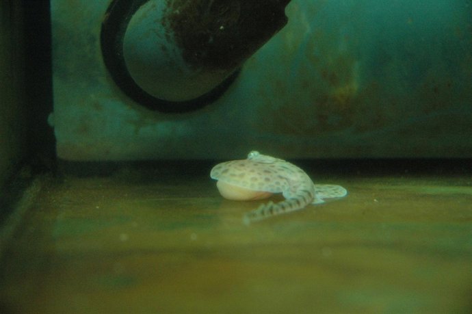 Ndp: A RAIA LOITADORA SAE ADIANTE NO MUSEO DO MAR