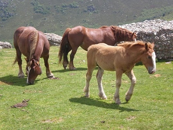 Caballos Raza Hispano-Bretona