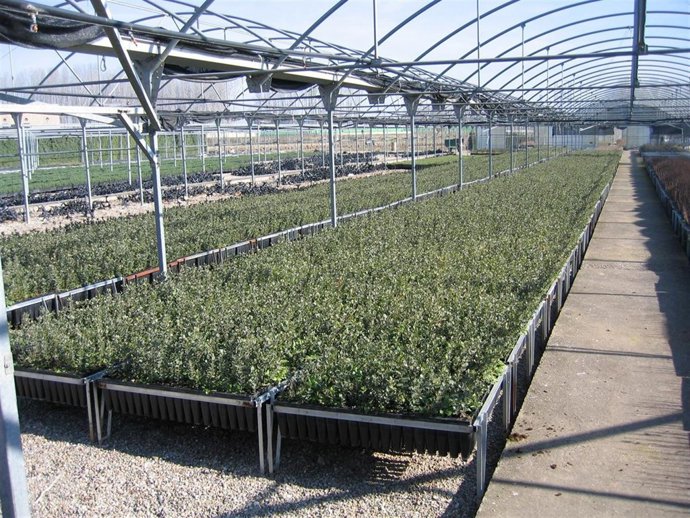 Vivero De La Fombera