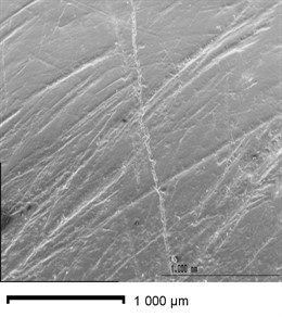 Los Homínidos De Hace Medio Millón De Años Ya Eran Diestros