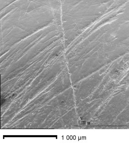 Los Homínidos De Hace Medio Millón De Años Ya Eran Diestros