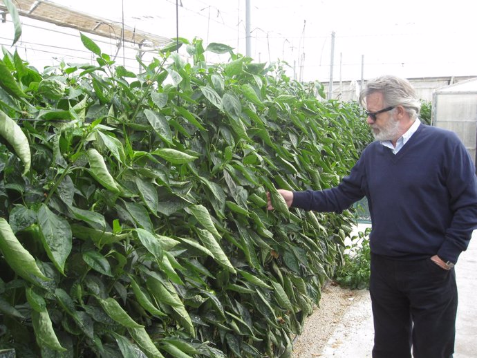 El Delegado De Agricultura, Juan Deus, Visita Un Invernadero