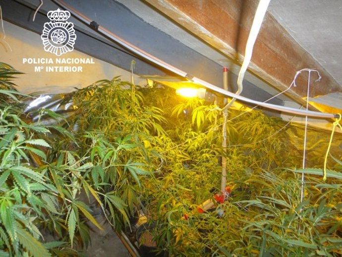 Plantas De Marihuana Intervenidas En La Peración Policial