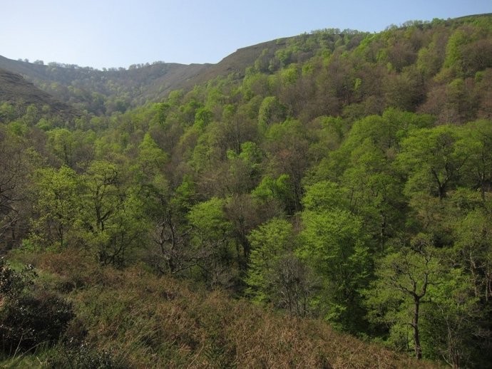 Imagen de archivo de un monte