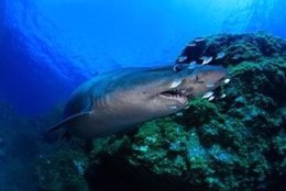 Ejemplar De Tiburón Solrayo Avistado En La Isla De El Hierro En Agosto De 2010