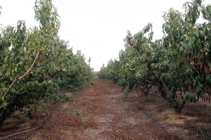  Árboles frutales en Andalucía