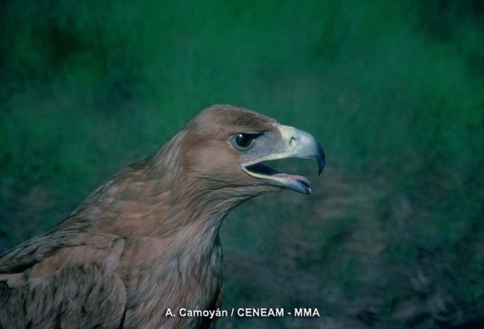 Ejemplar De Águila Imperial Ibérica