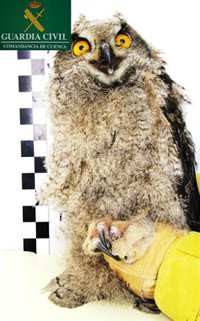 Dos detenidos en El Picazo (Cuenca) por el expolio e intento de venta de un búho real