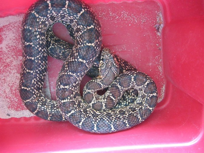 Culebra De Herradura Capturada En Málaga 