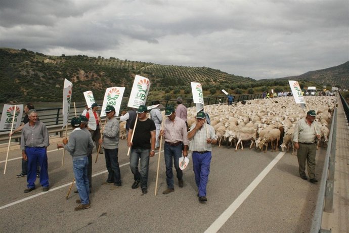 Ganaderos Y 2.000 Ovejas Exigen Recuperar Vías Pecuarías En La A-301.