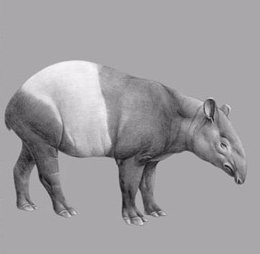 Dibujo De Un Tapir